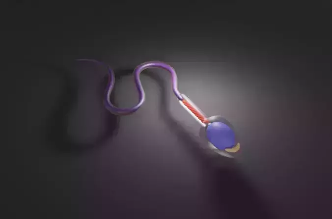 Sperm Cell Anatomy Low-poly 3D model