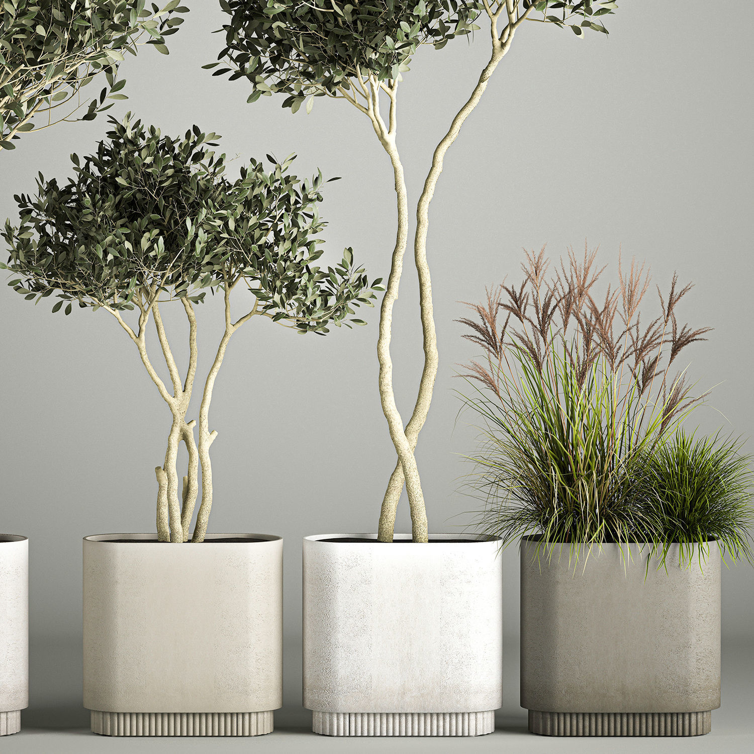 Ornamental Olive Trees In Concrete Pots 3D model_1