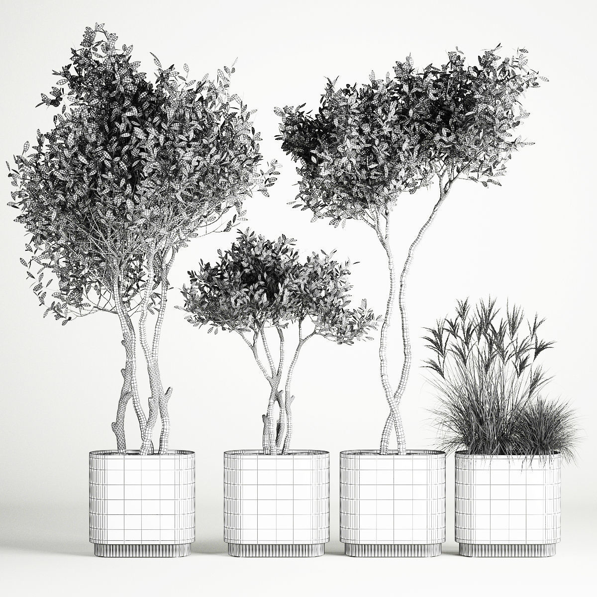 Ornamental Olive Trees In Concrete Pots 3D model_5