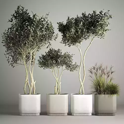 Ornamental Olive Trees In Concrete Pots 3D model