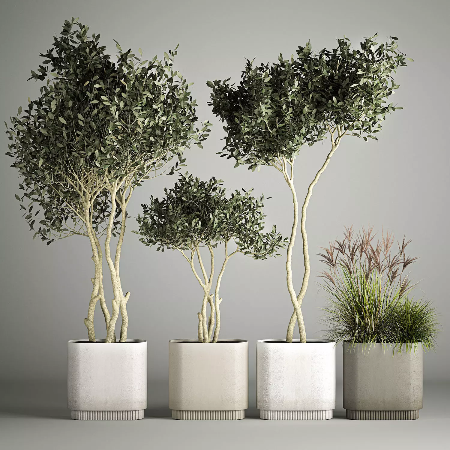 Ornamental Olive Trees In Concrete Pots 3D model_0