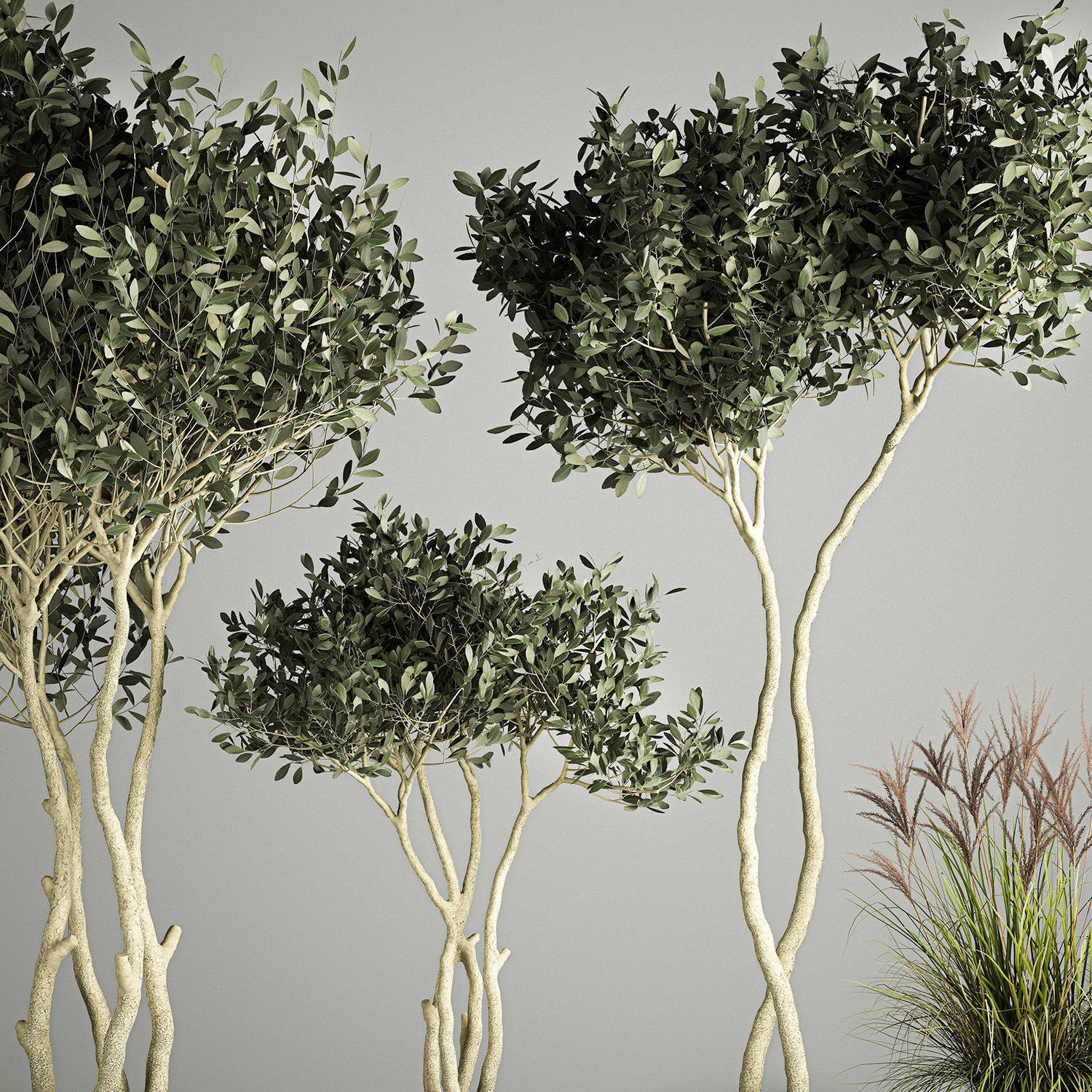 Ornamental Olive Trees In Concrete Pots 3D model_2