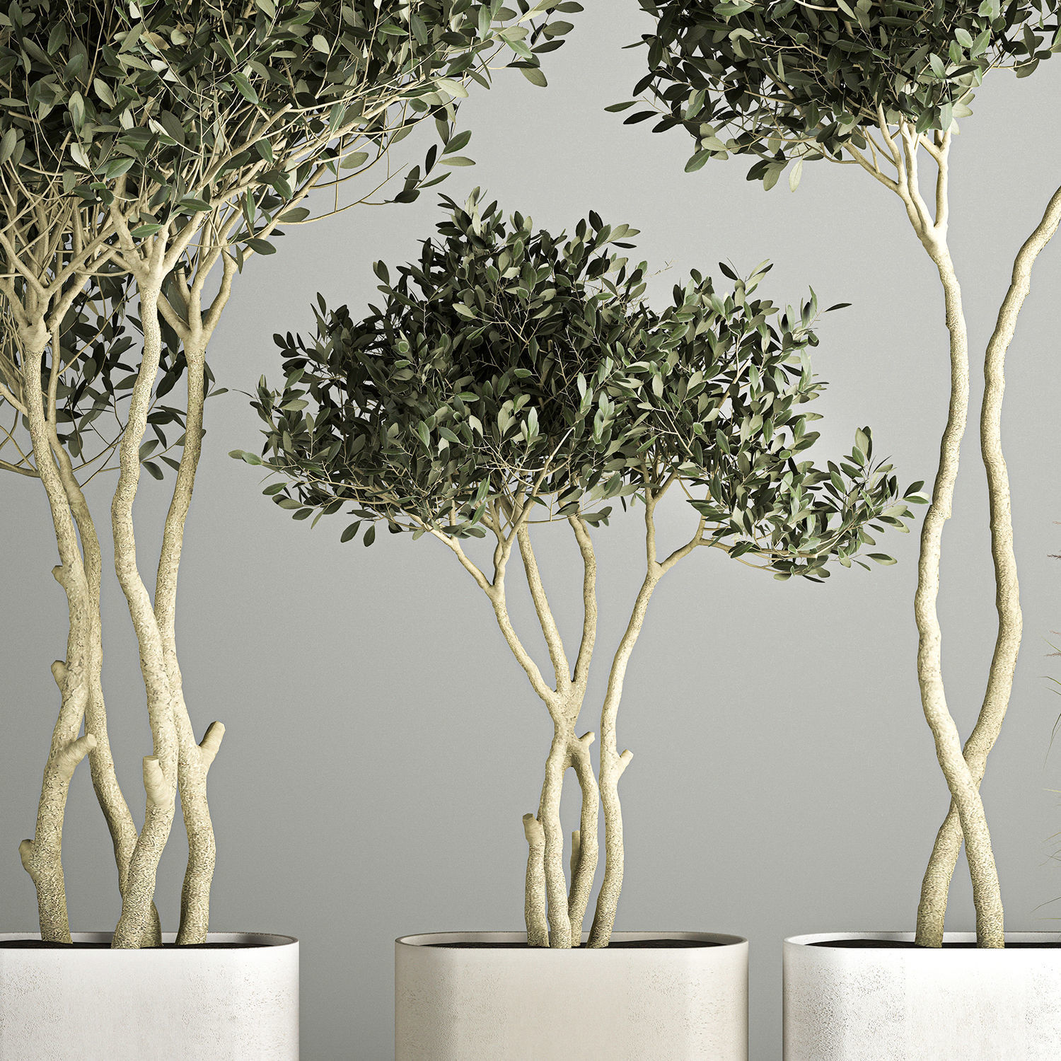 Ornamental Olive Trees In Concrete Pots 3D model_3