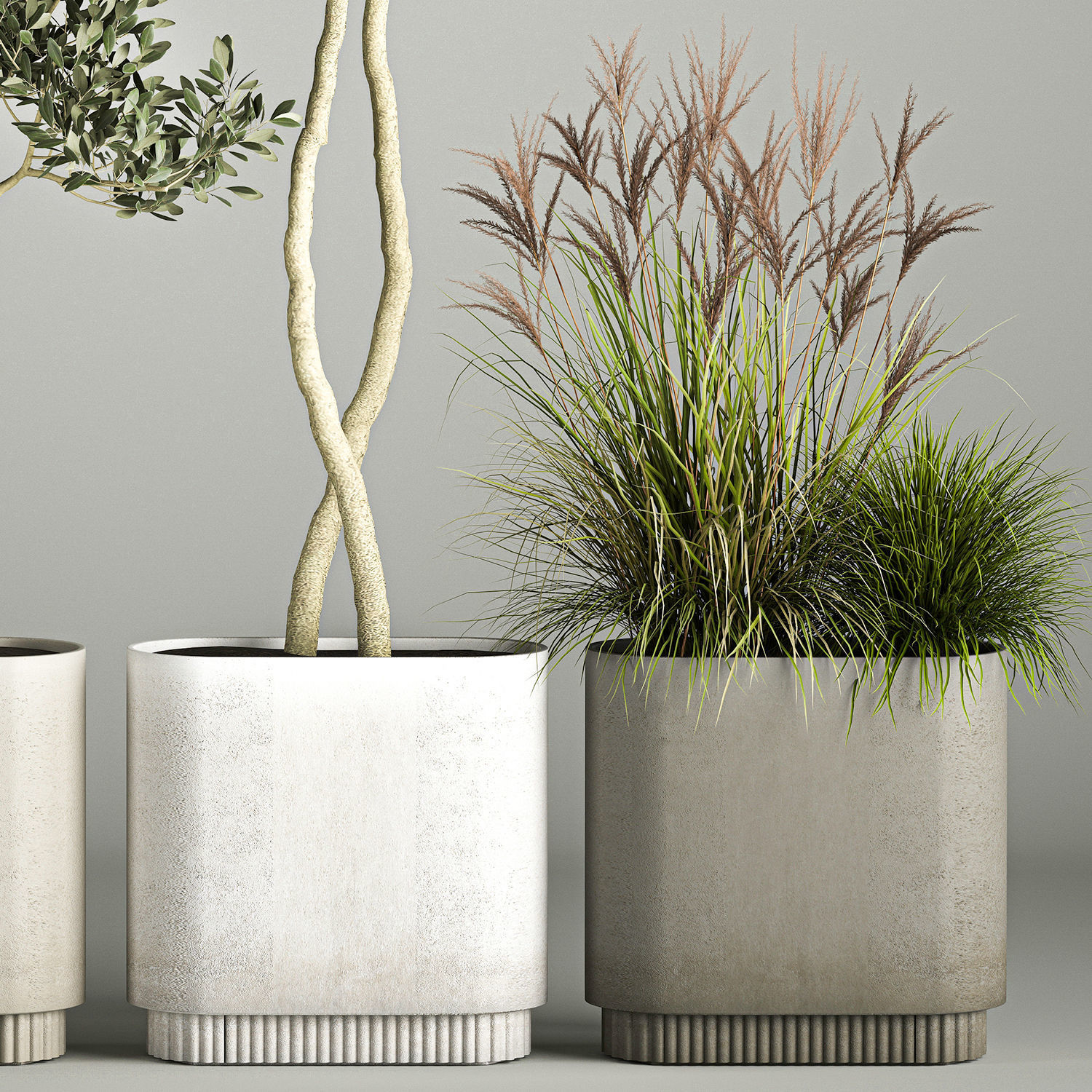 Ornamental Olive Trees In Concrete Pots 3D model_4
