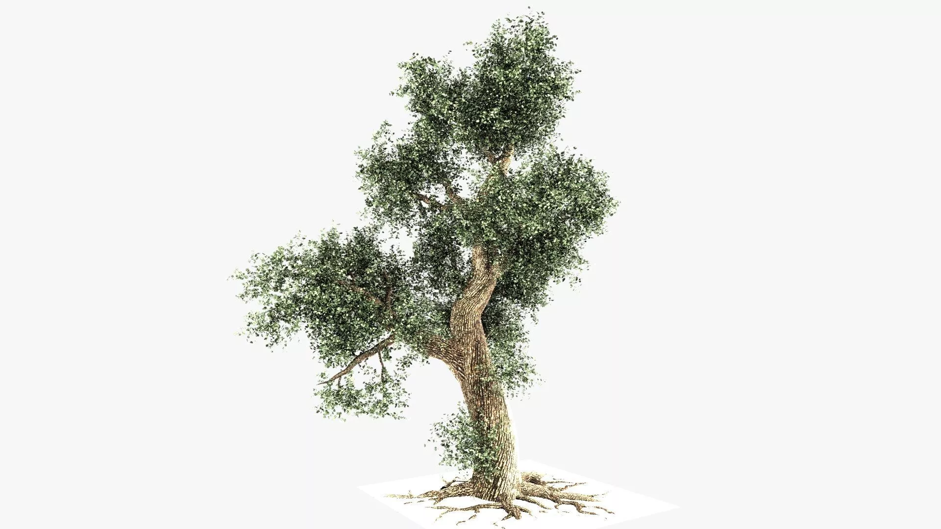 Camphor tree 3D model