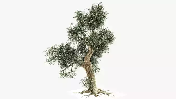 Camphor tree 3D model
