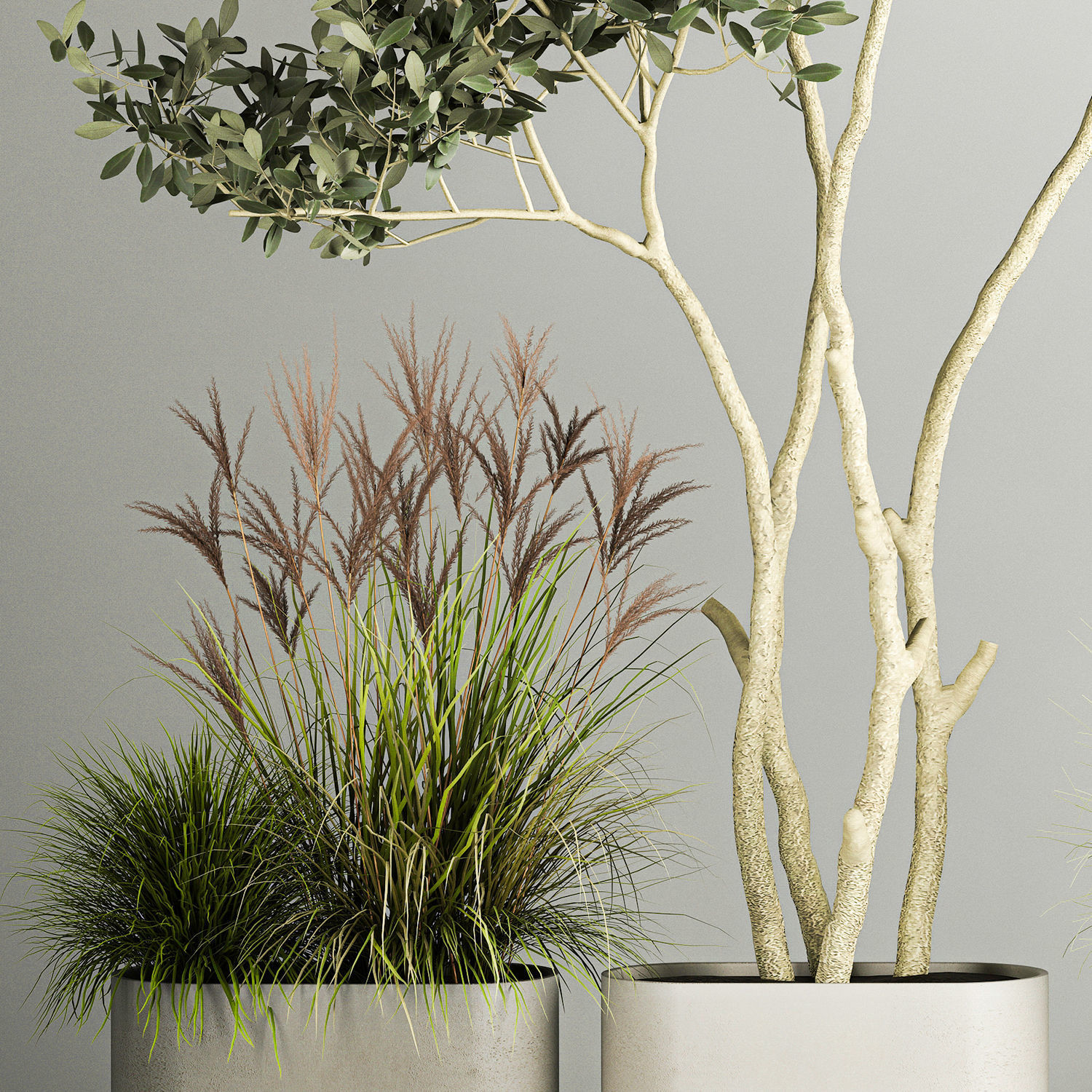 Ornamental Olive Trees In Concrete Pots 1128 3D model_4
