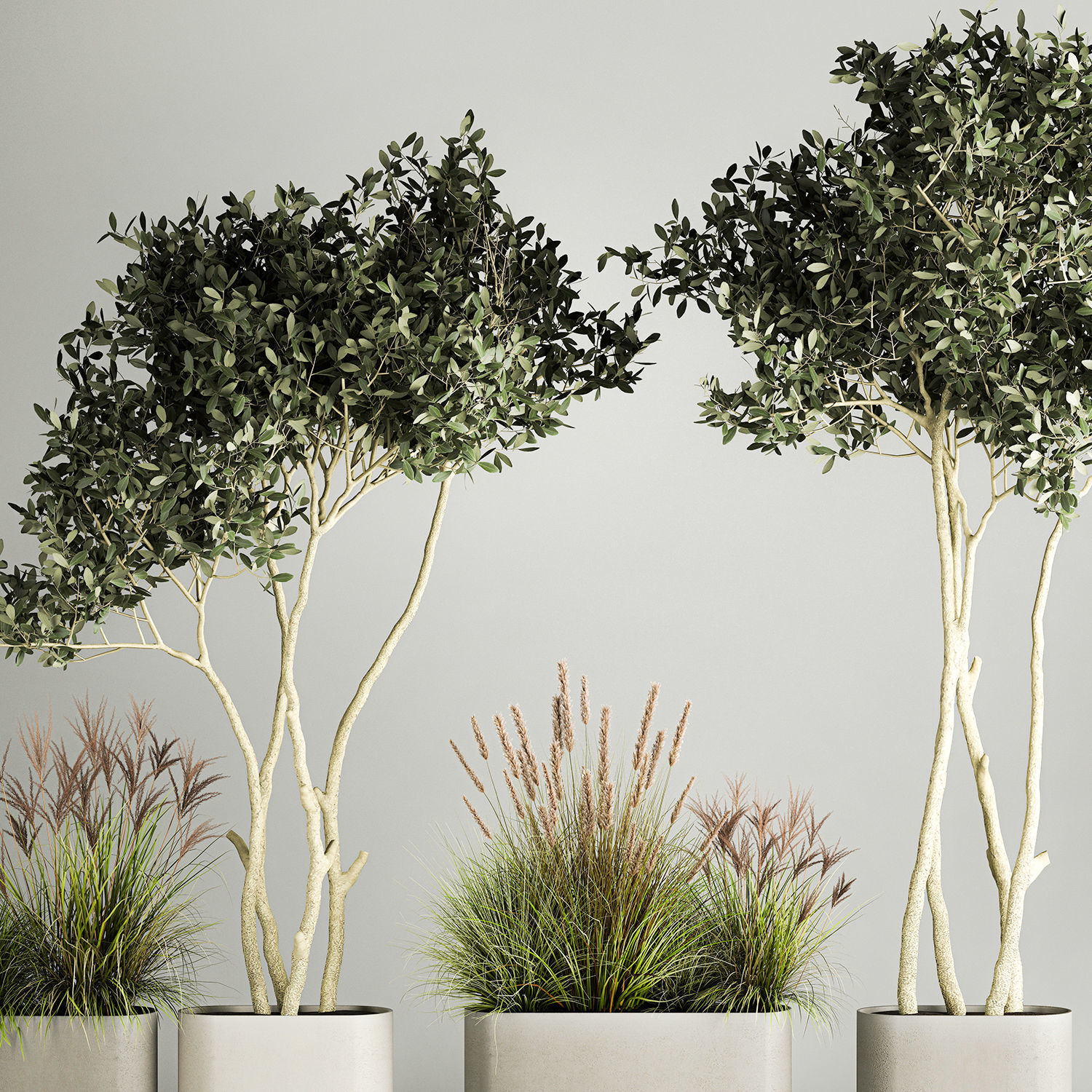 Ornamental Olive Trees In Concrete Pots 1128 3D model_2