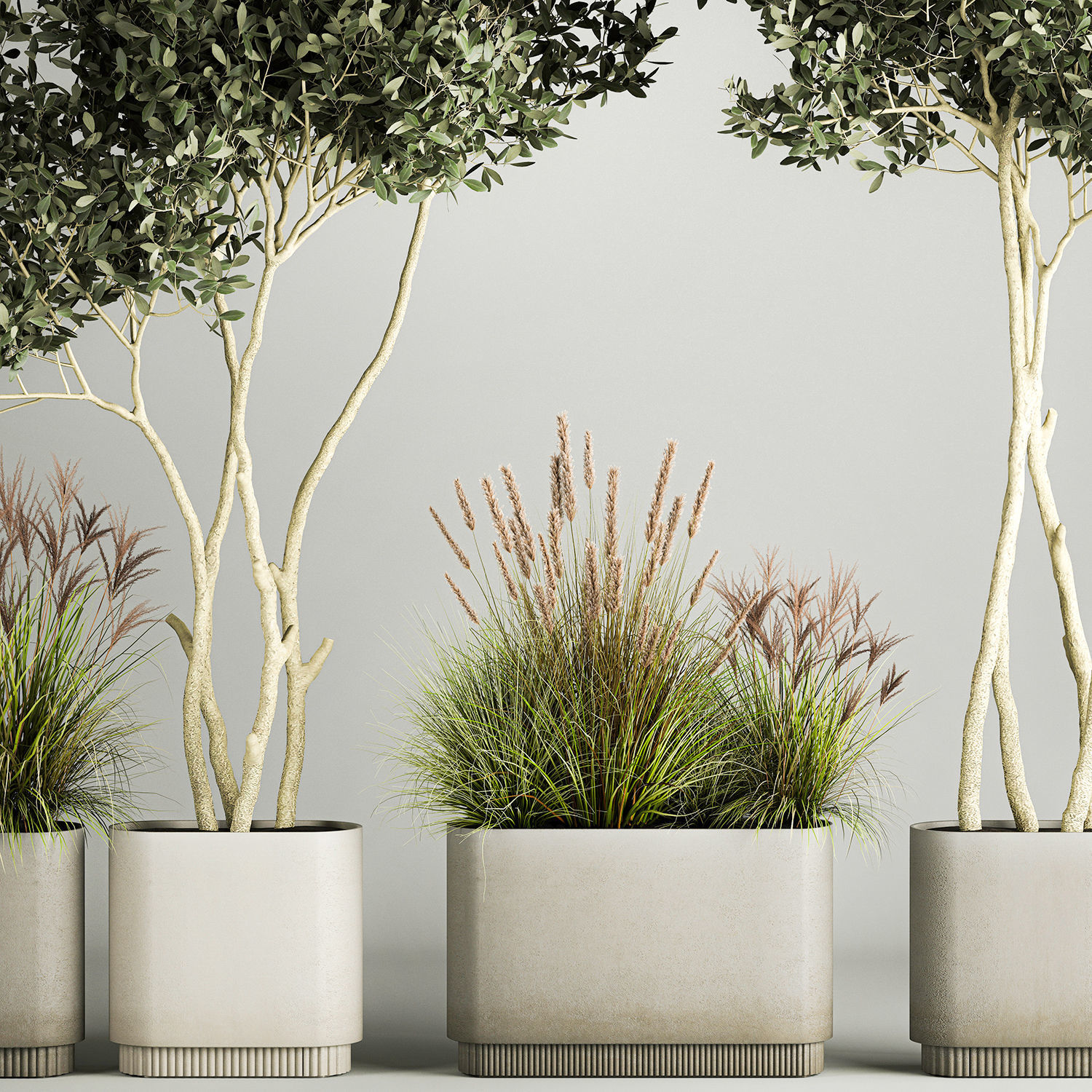 Ornamental Olive Trees In Concrete Pots 1128 3D model_3