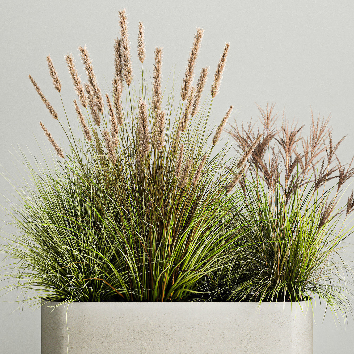 Ornamental Olive Trees In Concrete Pots 1128 3D model_5