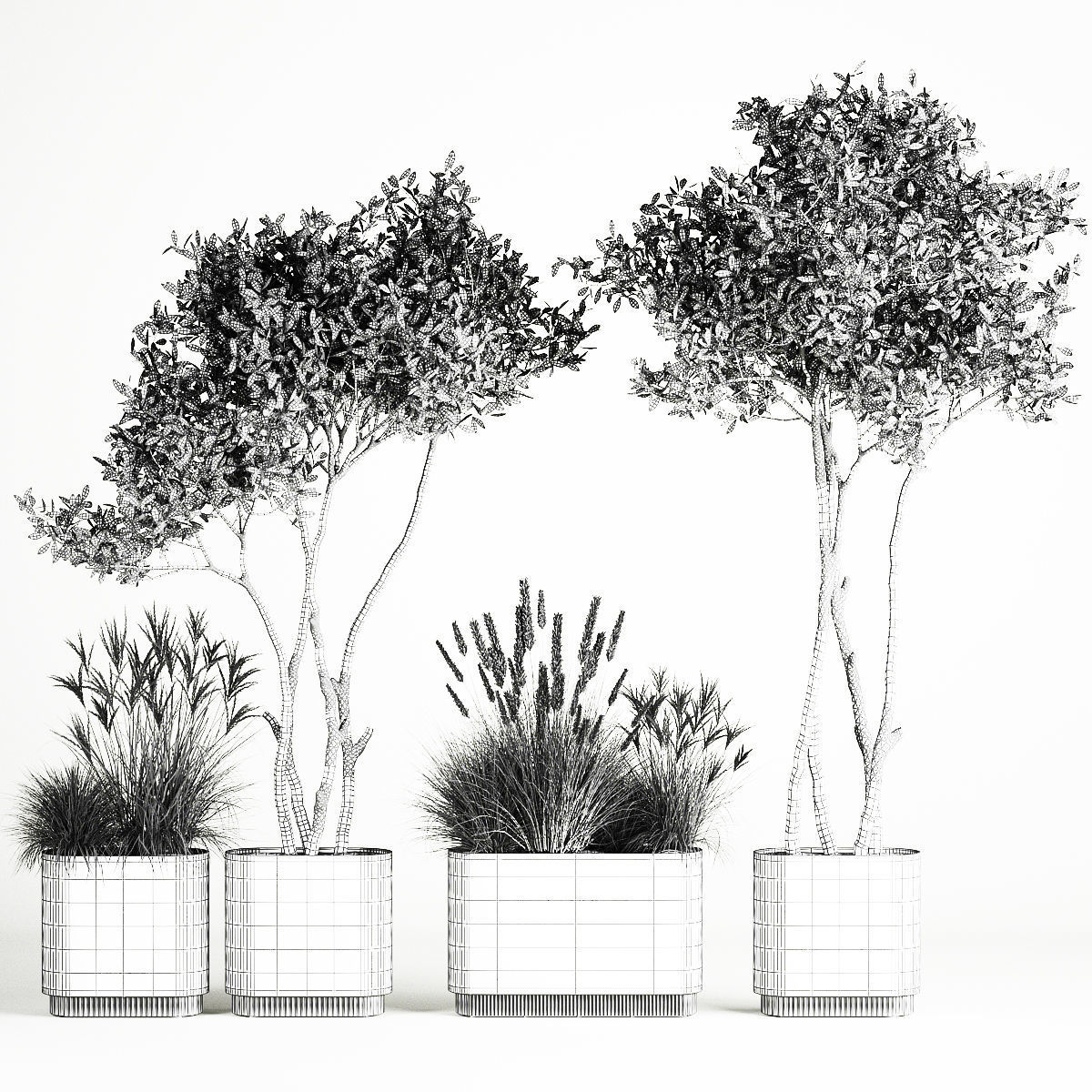 Ornamental Olive Trees In Concrete Pots 1128 3D model_6