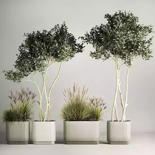Ornamental Olive Trees In Concrete Pots 1128 3D model