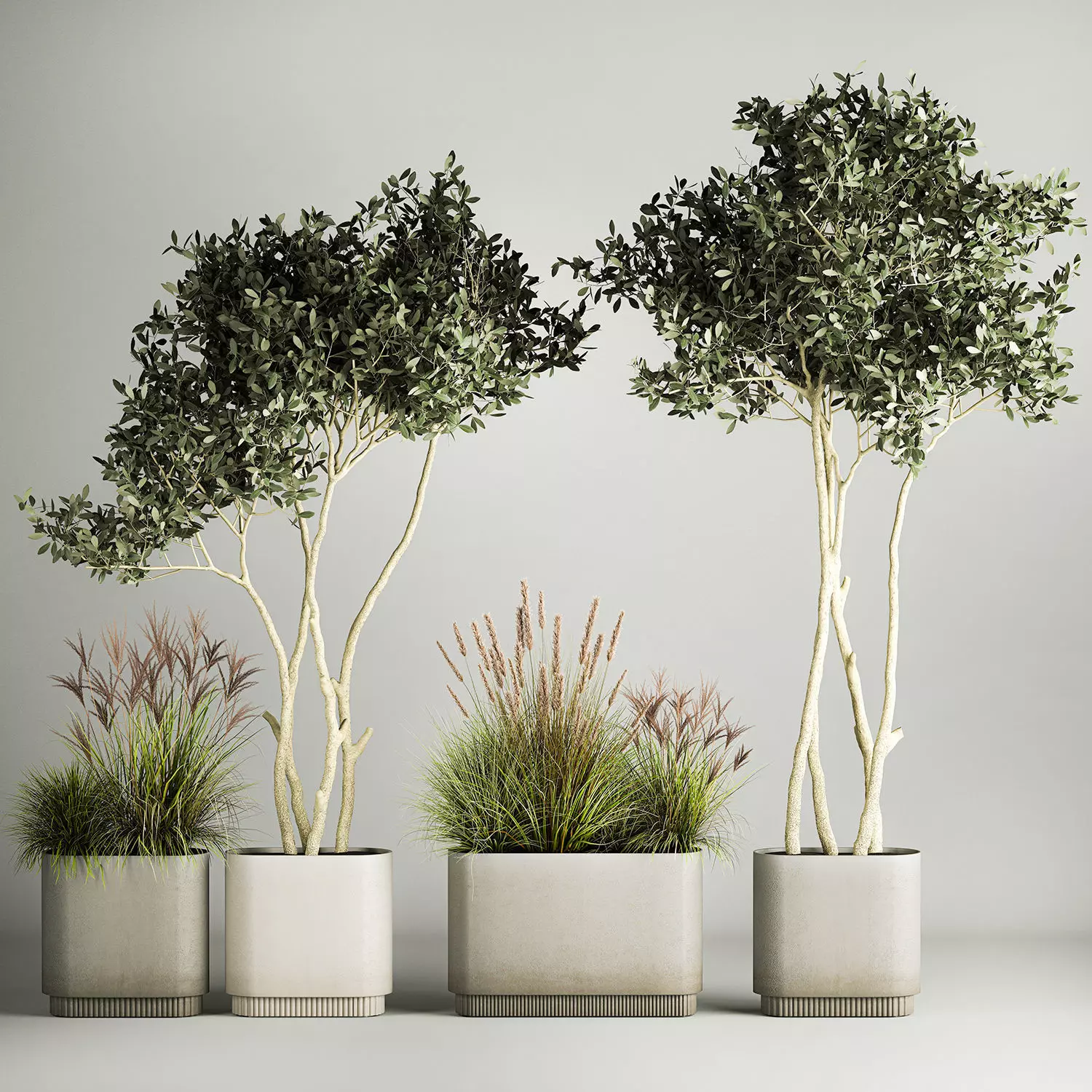 Ornamental Olive Trees In Concrete Pots 1128 3D model_0