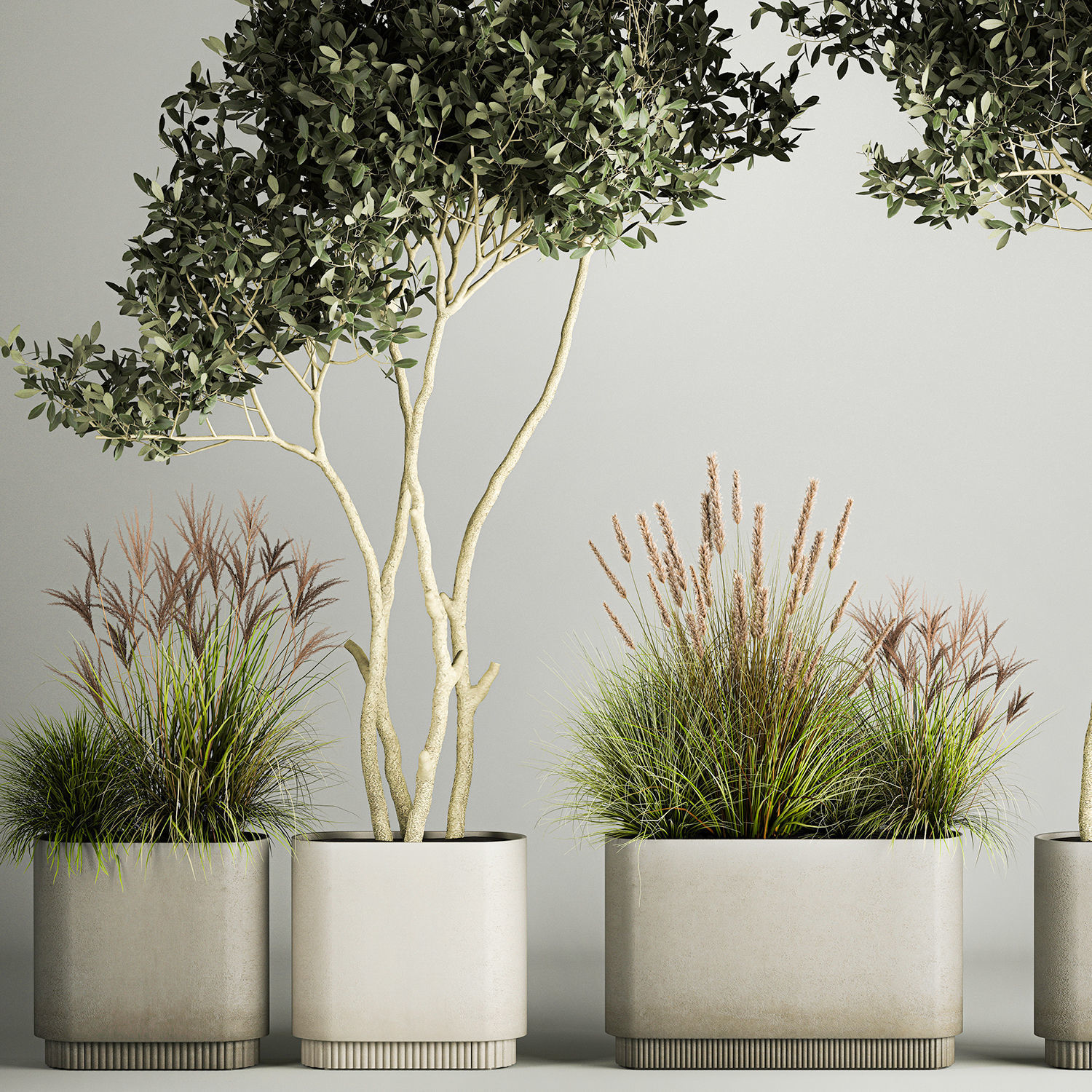 Ornamental Olive Trees In Concrete Pots 1128 3D model_1
