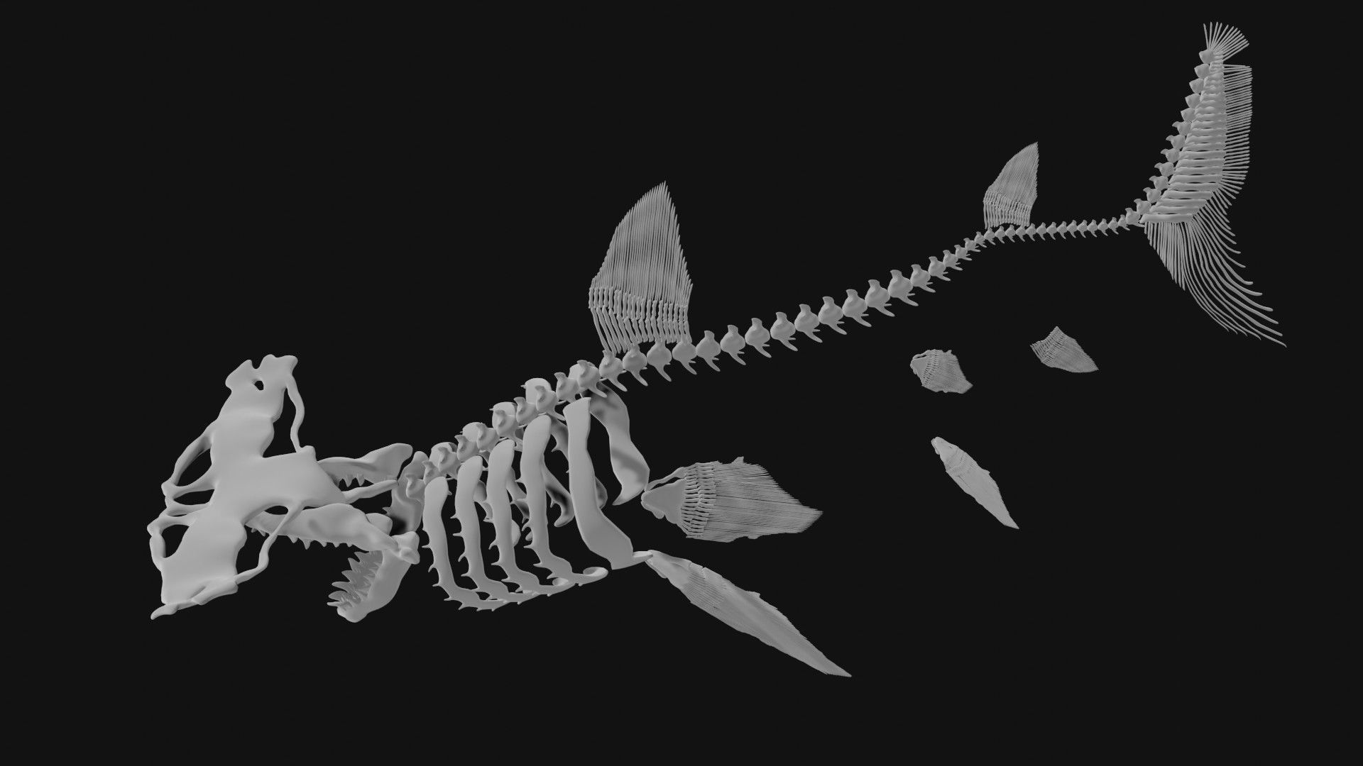 Hammerhead Shark Skeleton 3D model_3