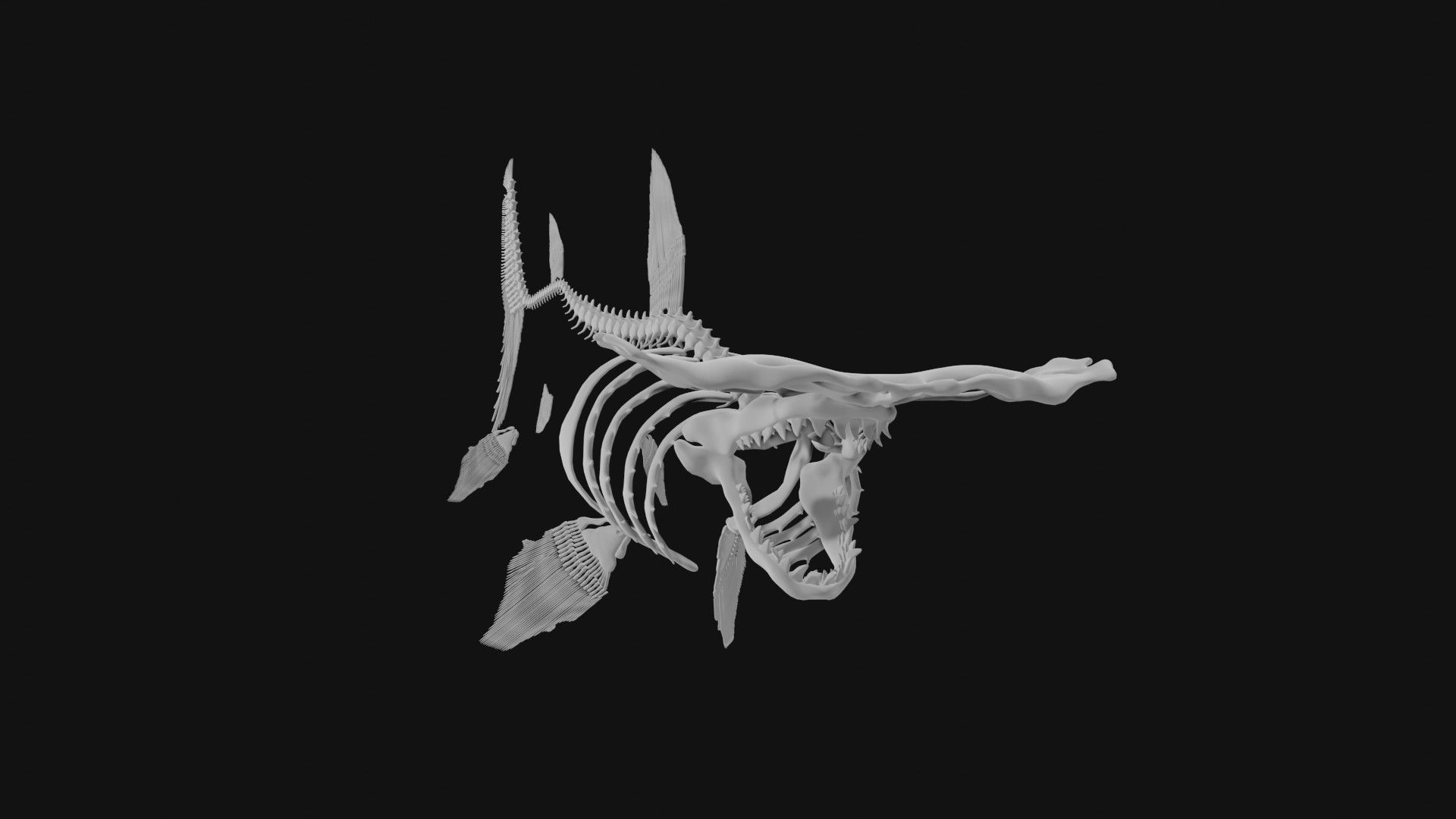 Hammerhead Shark Skeleton 3D model_4