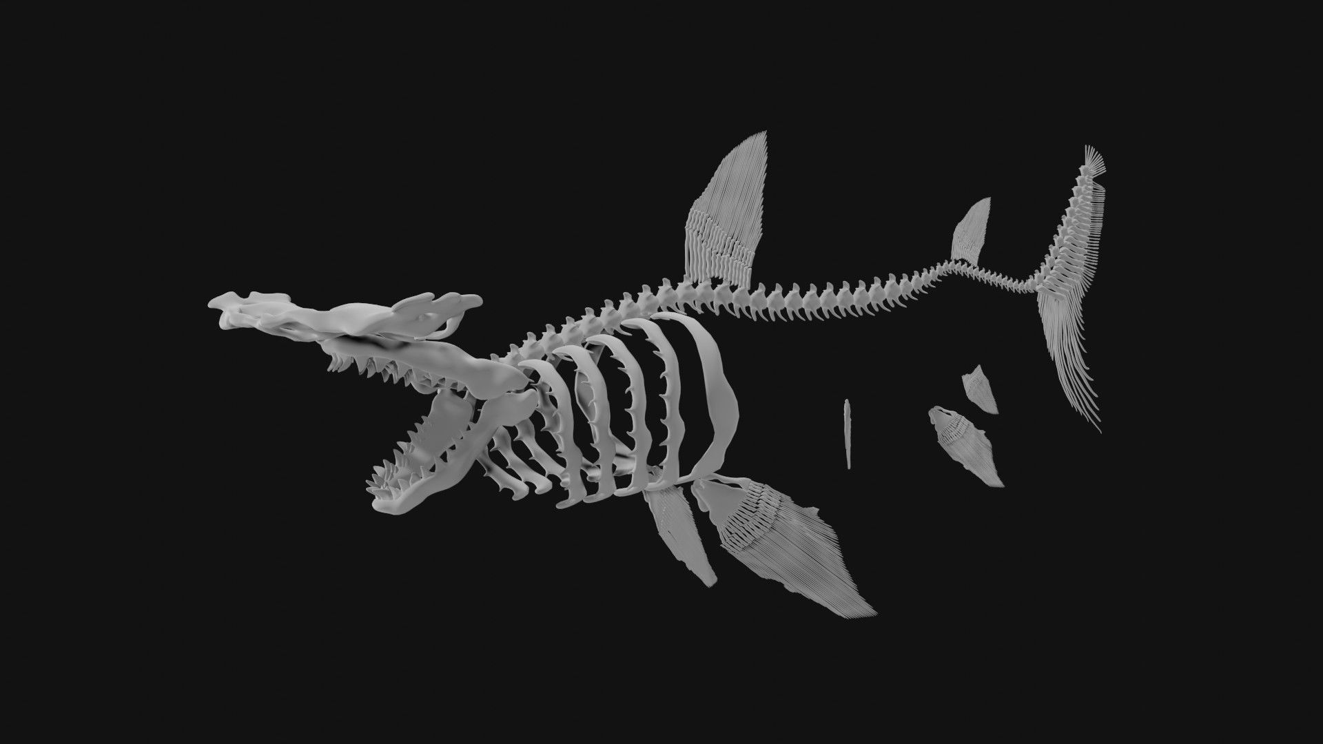 Hammerhead Shark Skeleton 3D model_2