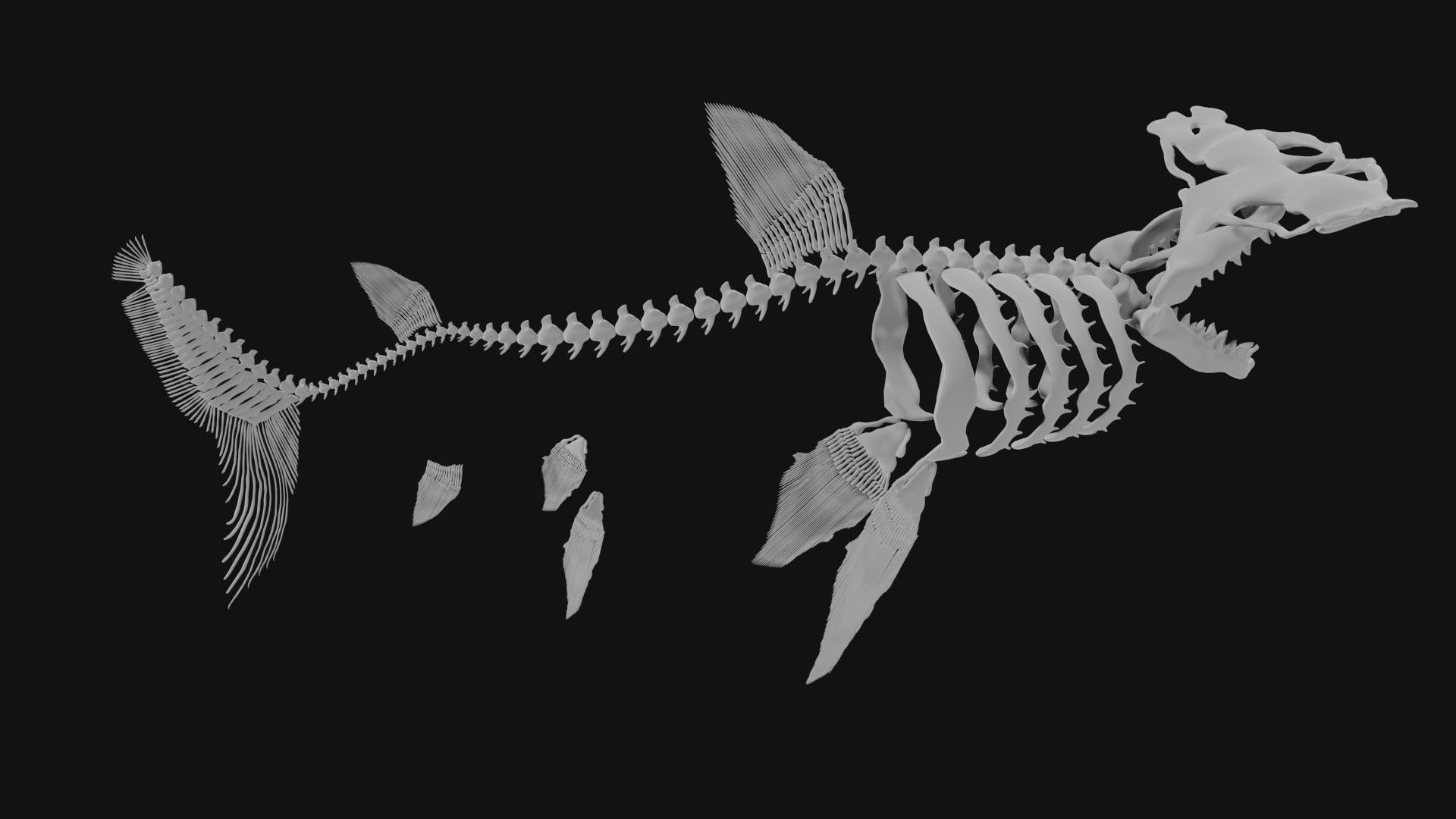 Hammerhead Shark Skeleton 3D model_6