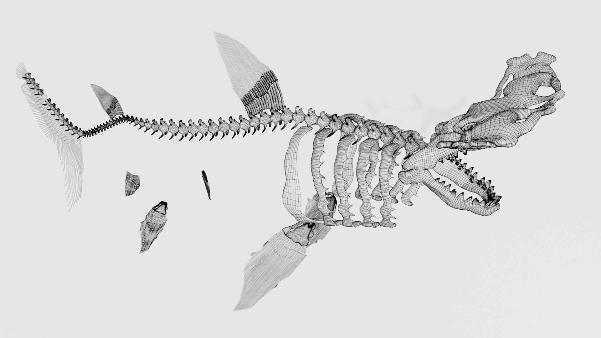 Hammerhead Shark Skeleton 3D model_7
