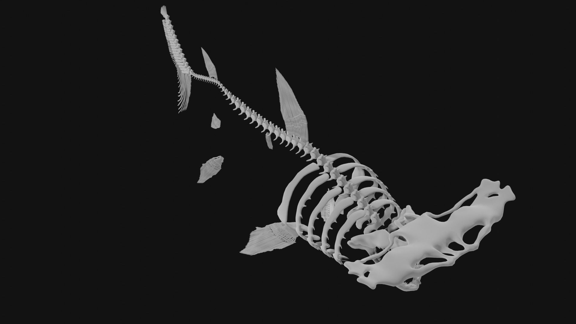 Hammerhead Shark Skeleton 3D model_1