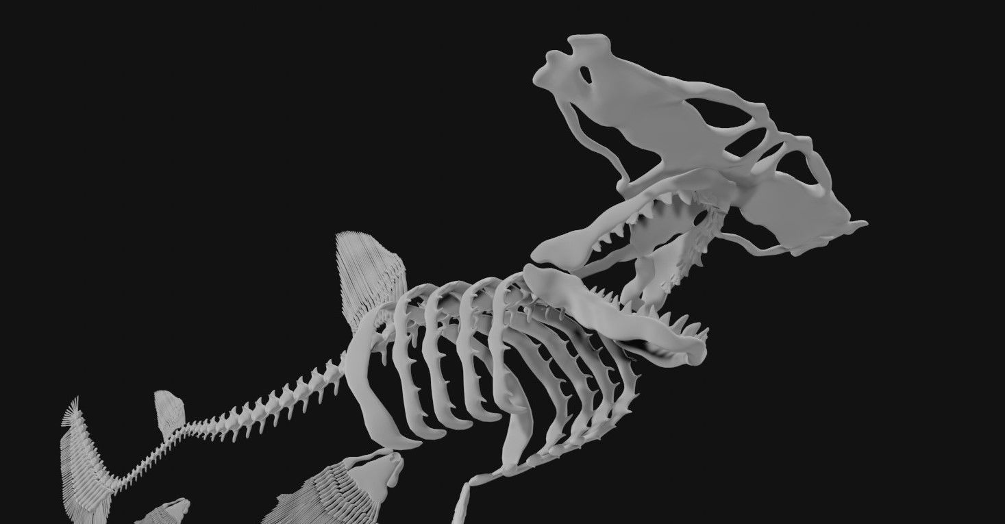 Hammerhead Shark Skeleton 3D model_5
