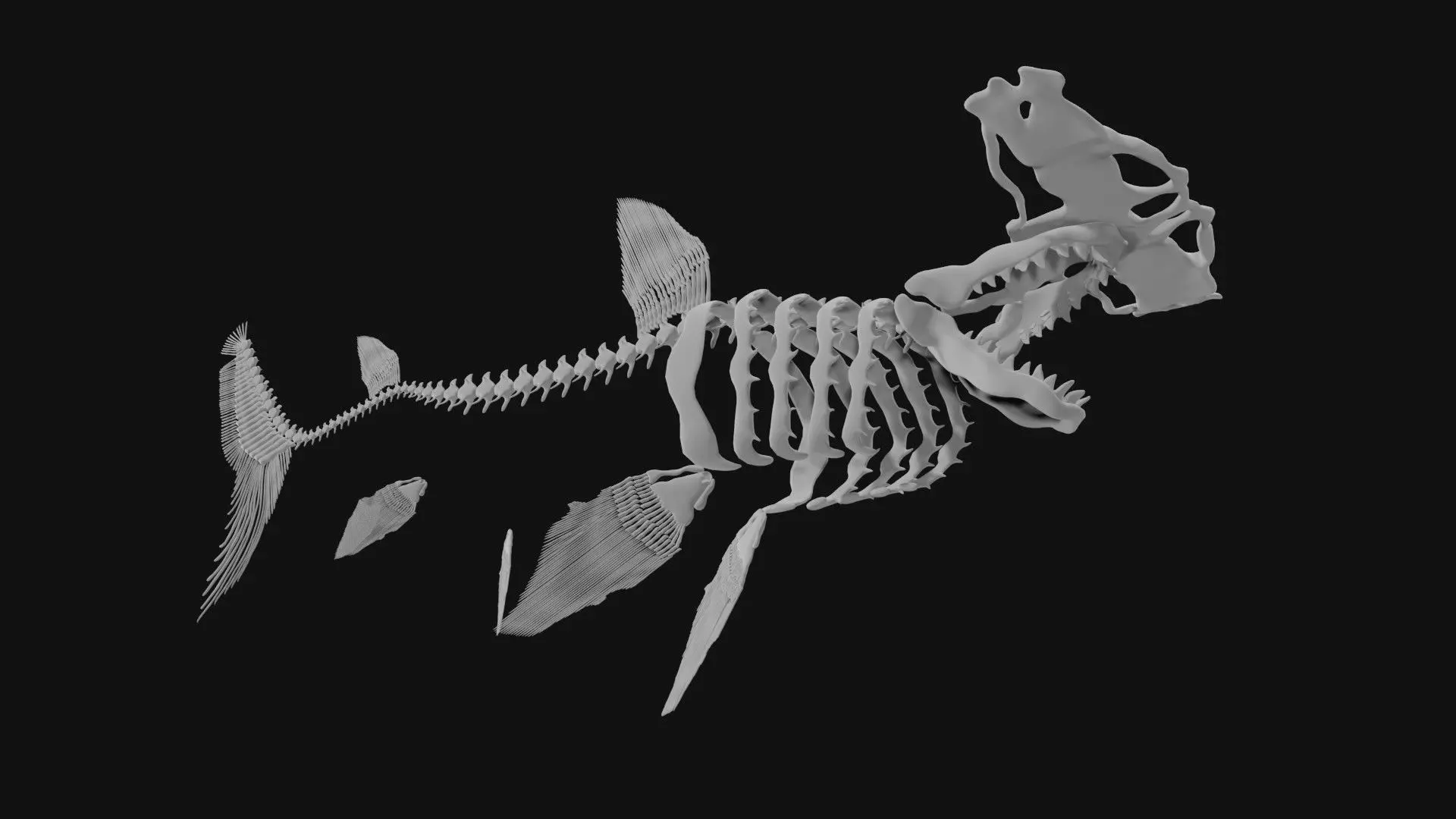 Hammerhead Shark Skeleton 3D model_0