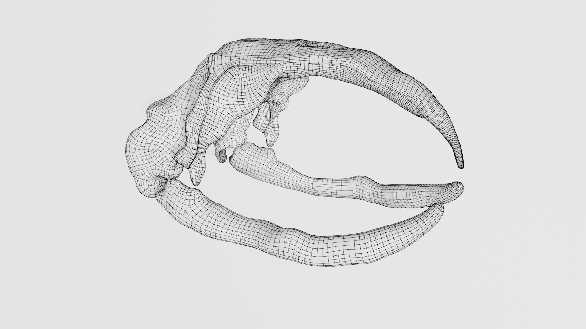 Bowhead Whale Skull 3D model_7