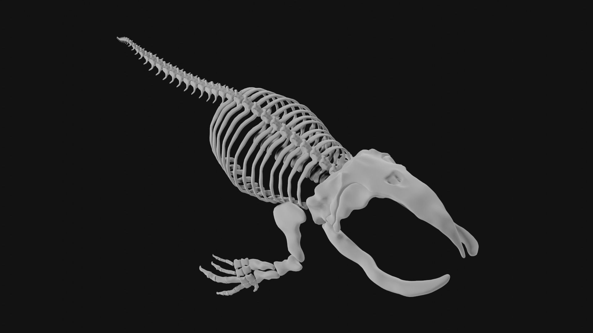 Bowhead Whale Skeleton 3D model_4