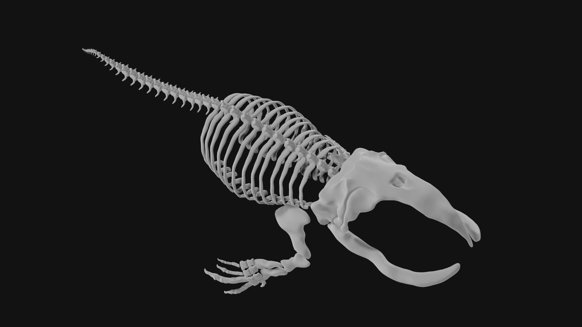 Bowhead Whale Skeleton 3D model_1
