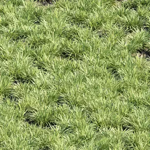 Grass Clumps vol 152