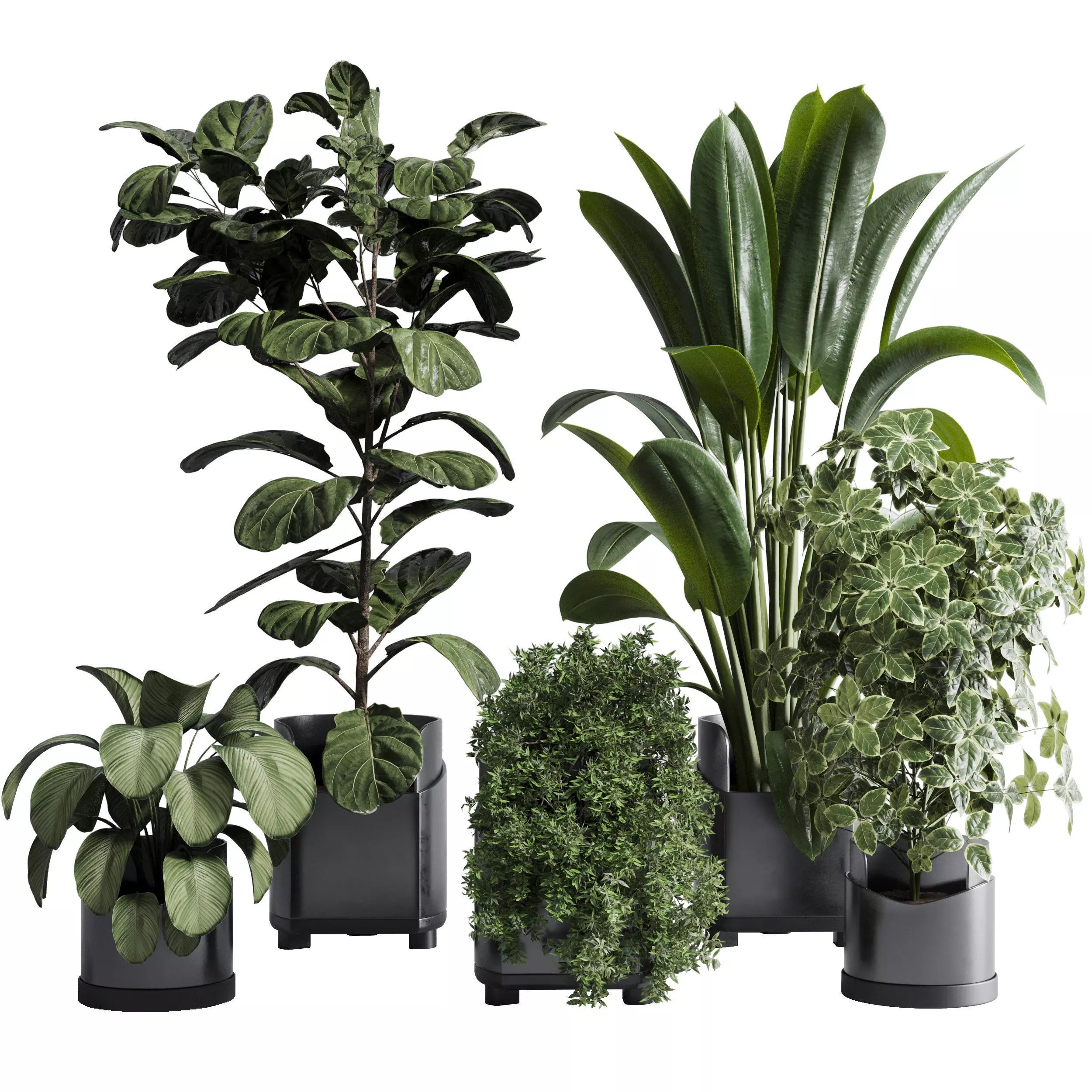indoor plant set 311 ficus lyrata ficus rubbery in a plastics Low-poly 3D model