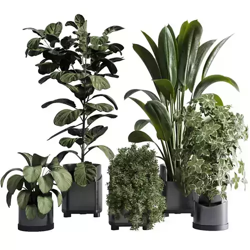 indoor plant set 311 ficus lyrata ficus rubbery in a plastics