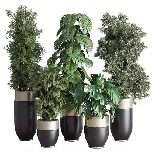 indoor plant set 312 longhi godwin pot bamboo monstera
