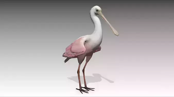 Roseate Spoonbill Low-poly 3D model