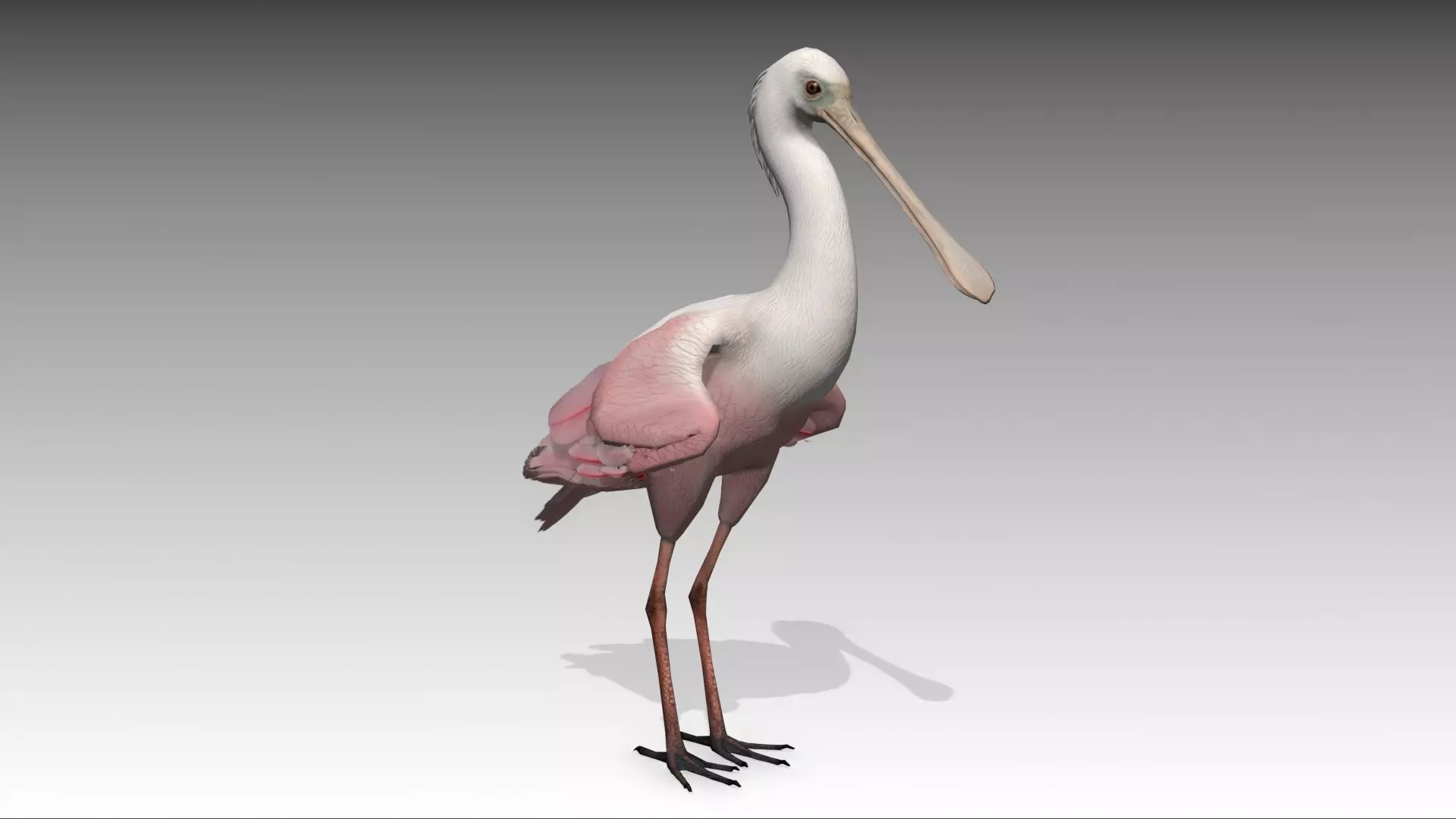 Roseate Spoonbill Low-poly 3D model_0