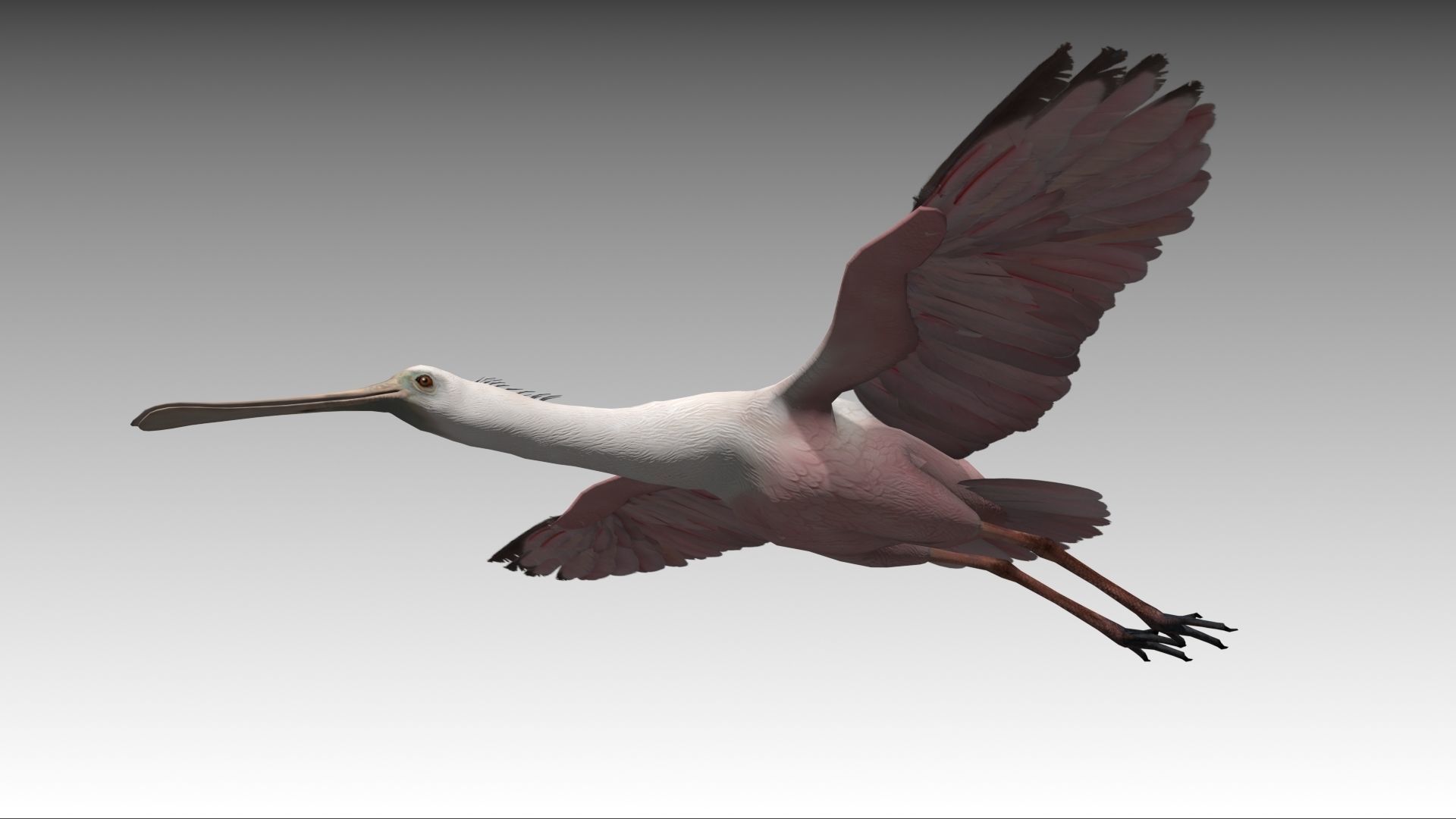 Roseate Spoonbill Low-poly 3D model_6