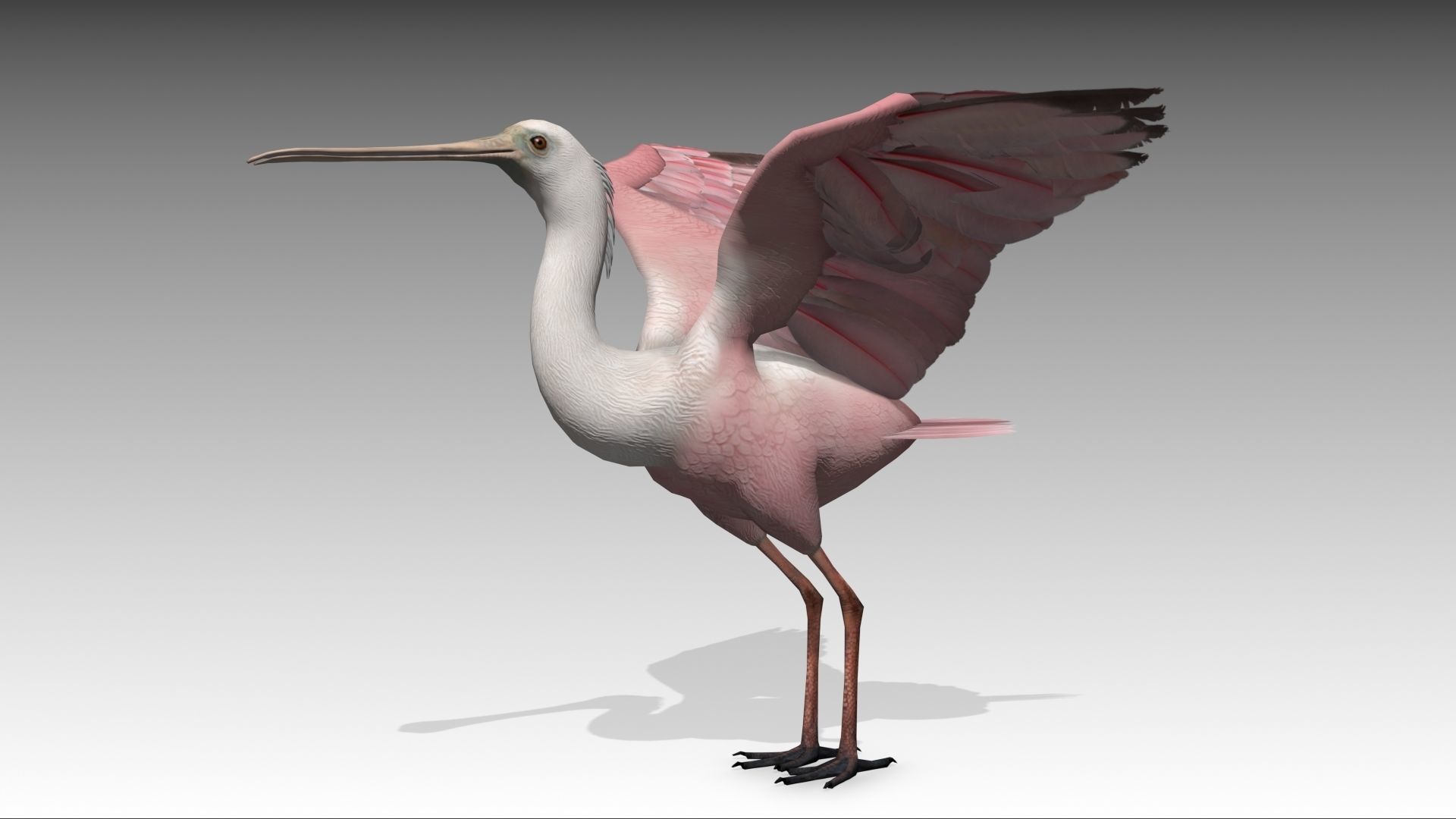 Roseate Spoonbill Low-poly 3D model_4