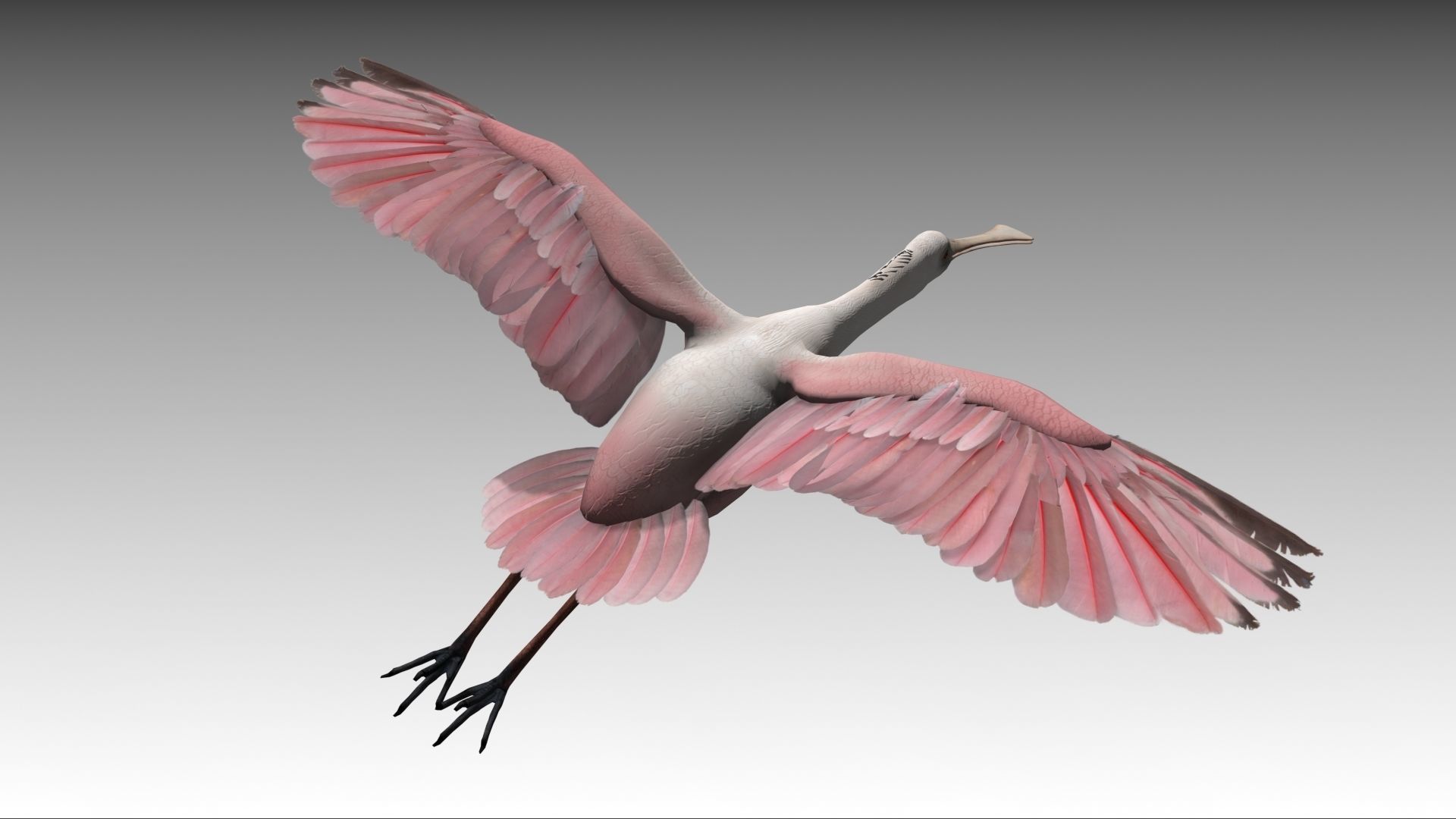 Roseate Spoonbill Low-poly 3D model_8