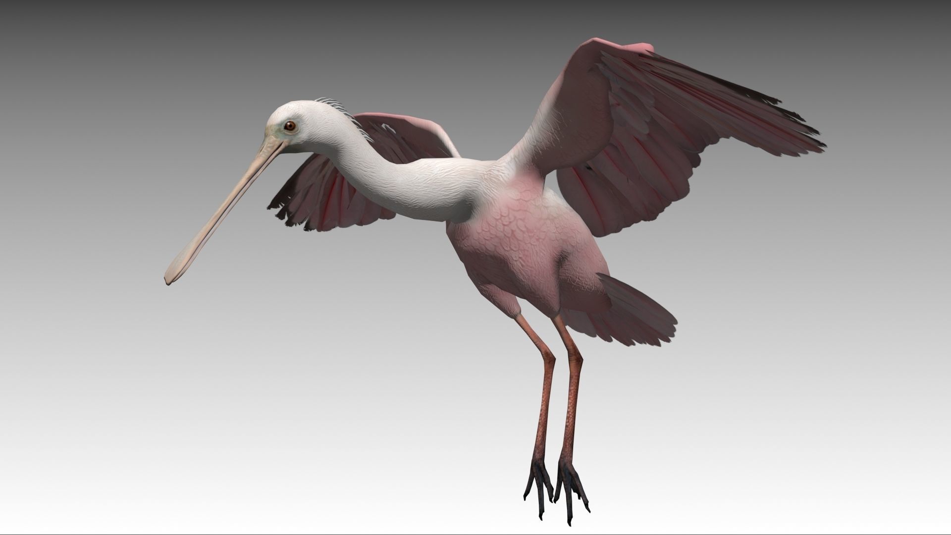 Roseate Spoonbill Low-poly 3D model_7