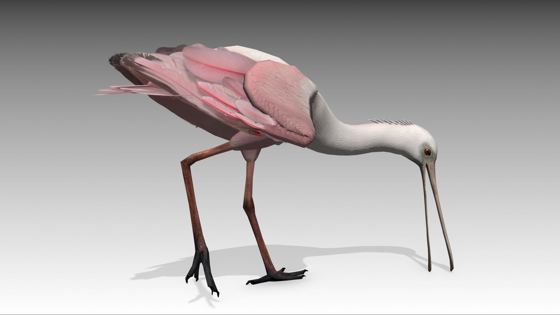 Roseate Spoonbill Low-poly 3D model_9
