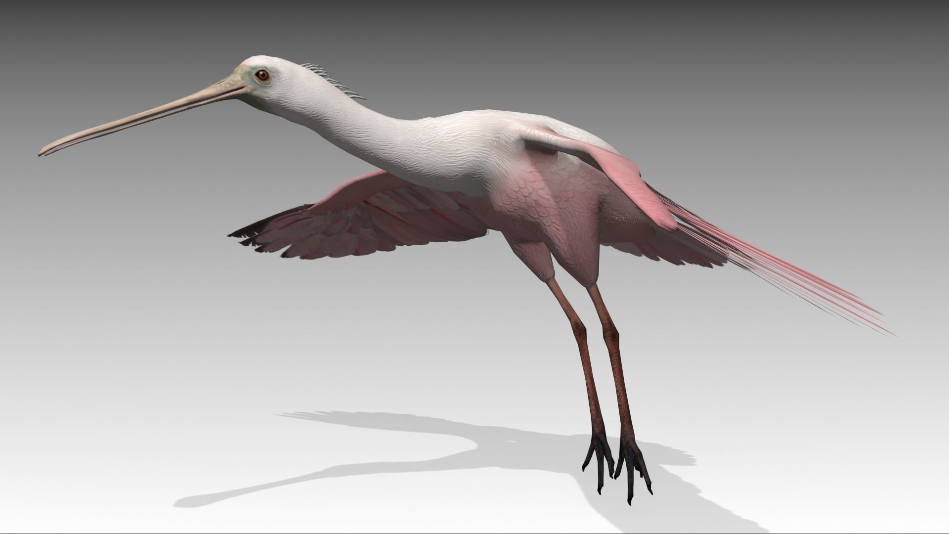 Roseate Spoonbill Low-poly 3D model_5