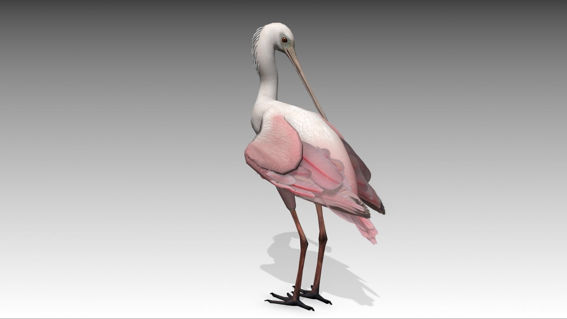 Roseate Spoonbill Low-poly 3D model_2