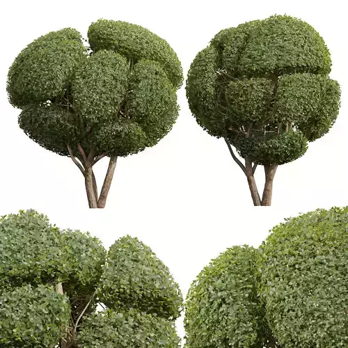 New Plant Ficus Concinna Bonsai Pruned16 3D model