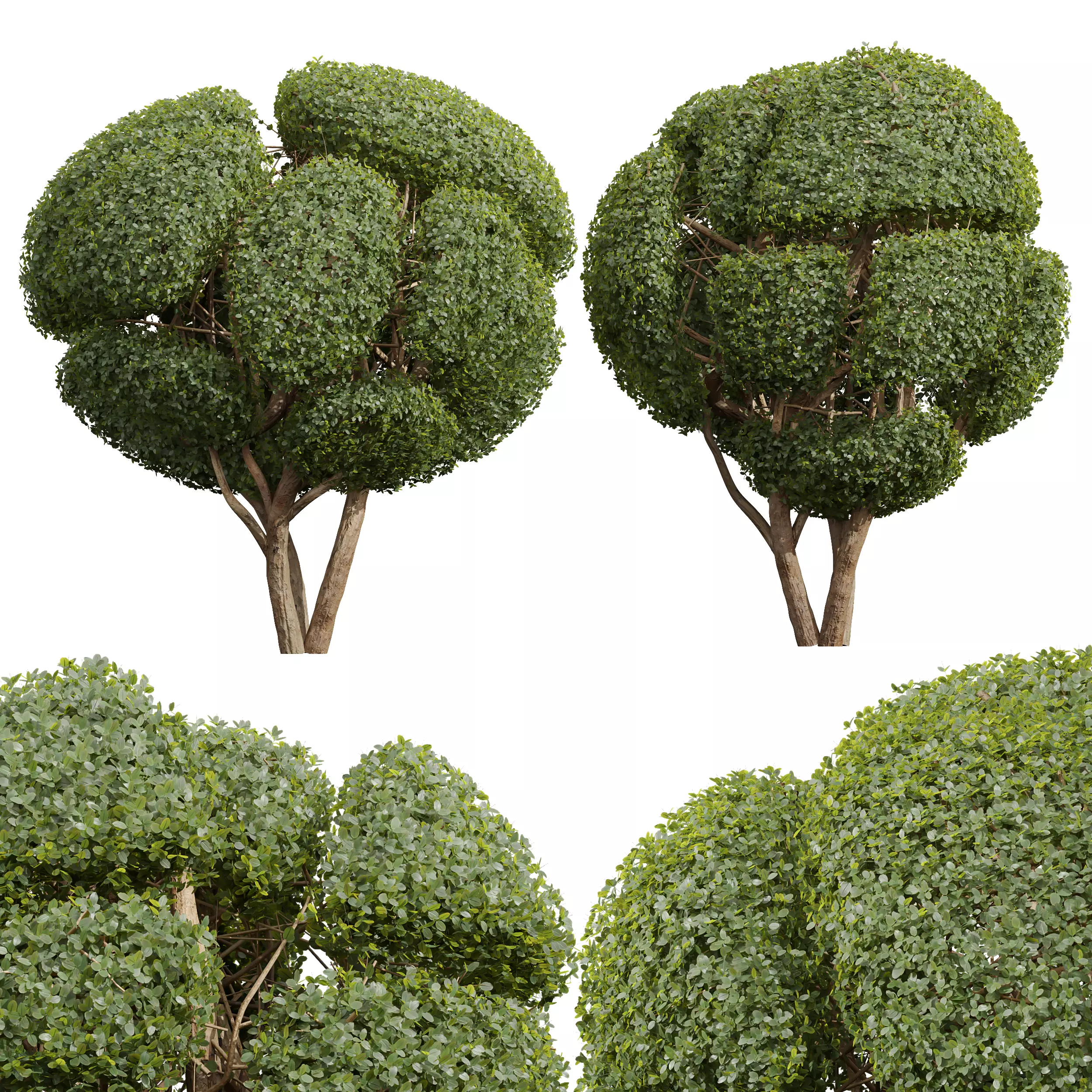 New Plant Ficus Concinna Bonsai Pruned16 3D model