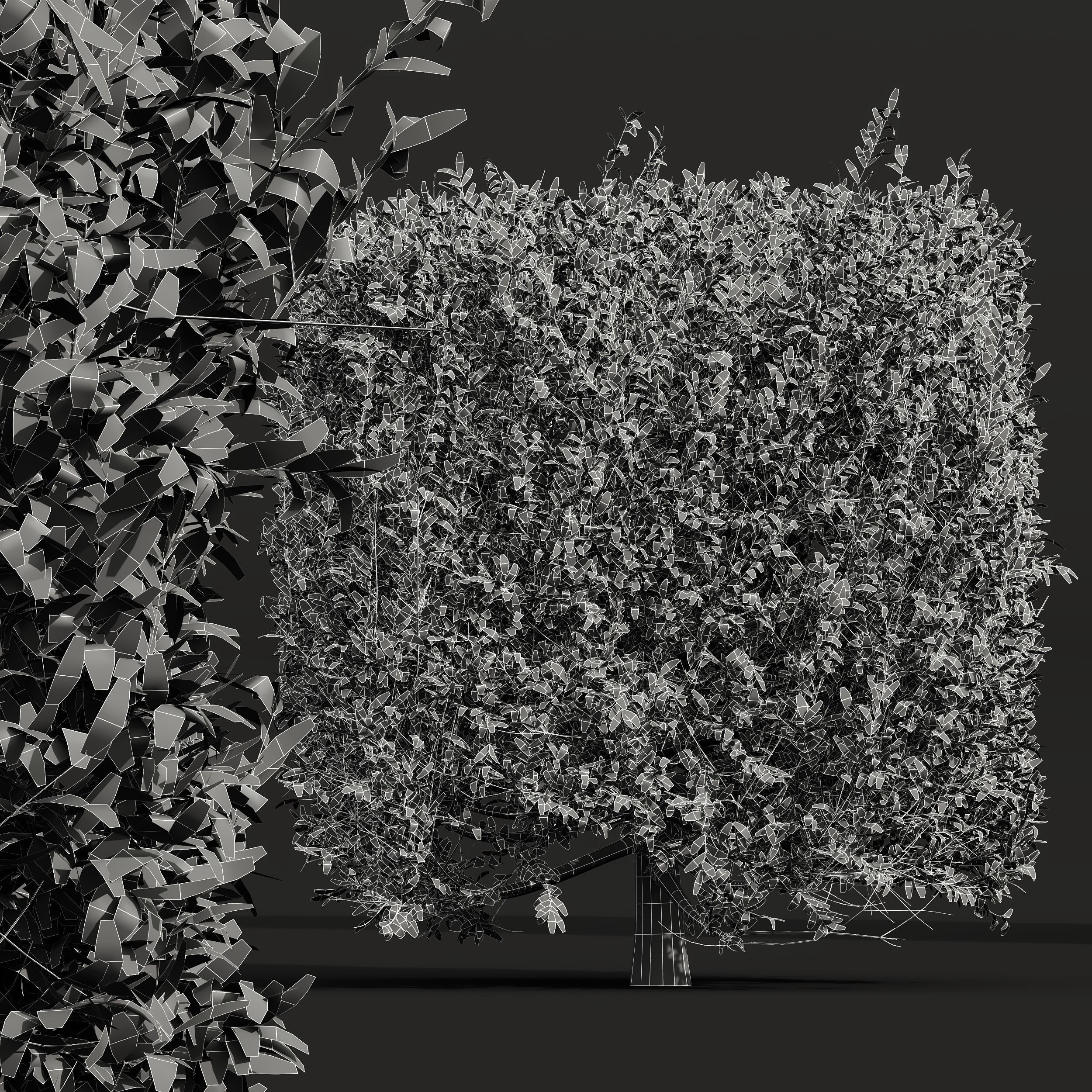 New Plant Ligustrum Quihoui Privet Pruned Box 3D model_3
