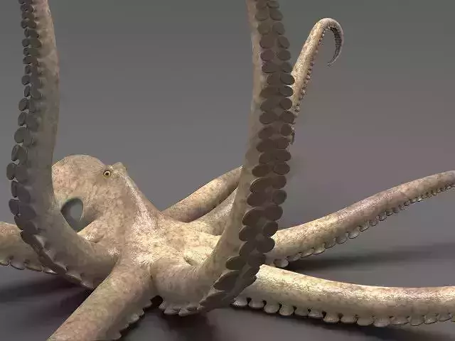 Octopus