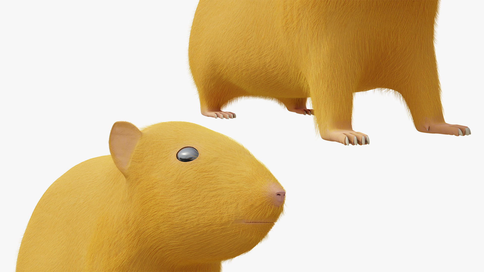 Hamster with Hair Cards and Fur Options Low-poly 3D model_8