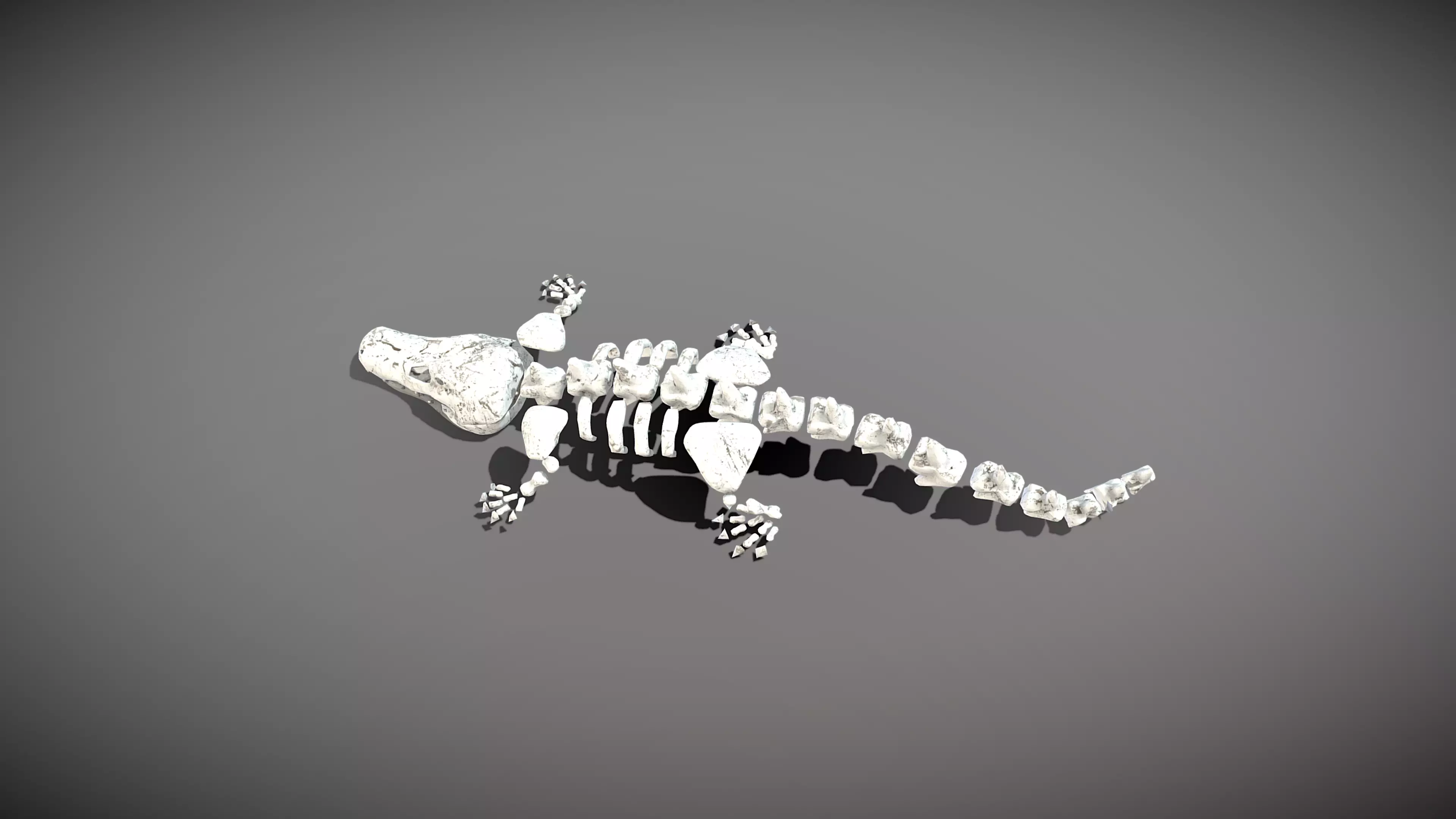 Crocodile Skeleton Low-poly 3D model_0