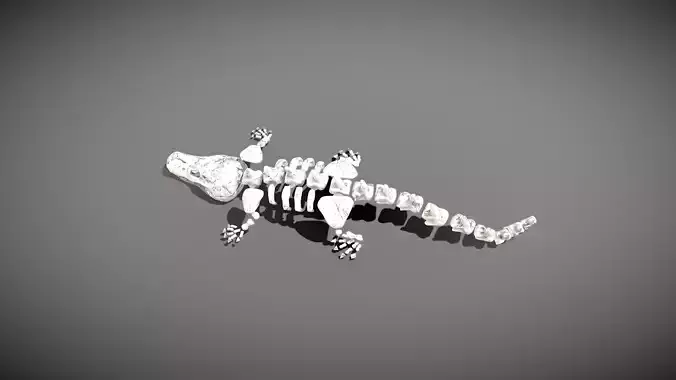 Crocodile Skeleton Low-poly 3D model