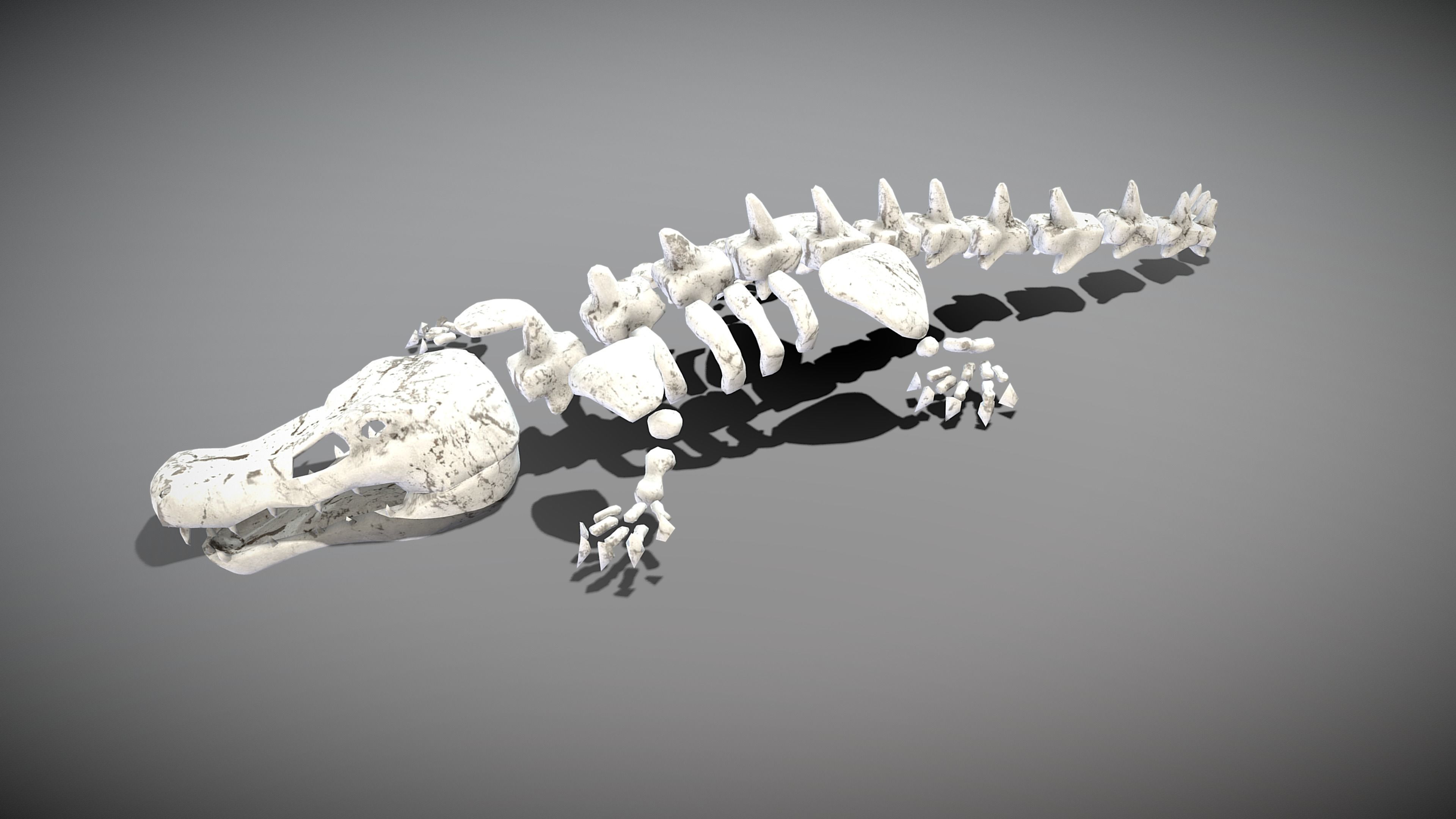 Crocodile Skeleton Low-poly 3D model_3